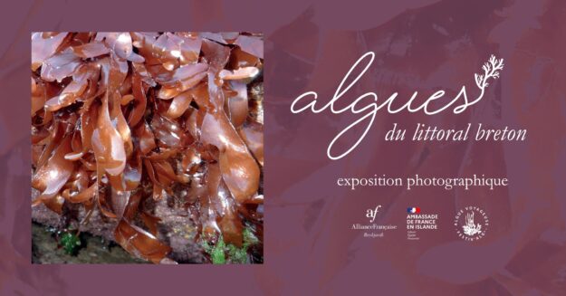 algues_du_littoral_breton